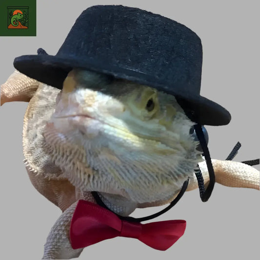 Déguisement et Harnais pour Reptile Terrarium - LeTerrarium