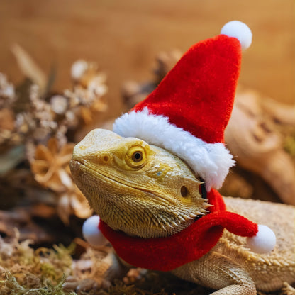 Ensemble chapeau et écharpe de Noël pour reptiles 