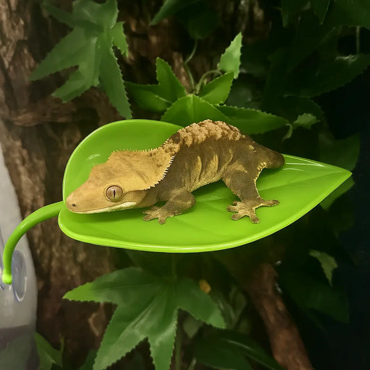 Feuille Ventouse pour Terrarium – Repos & Cachette Reptiles 