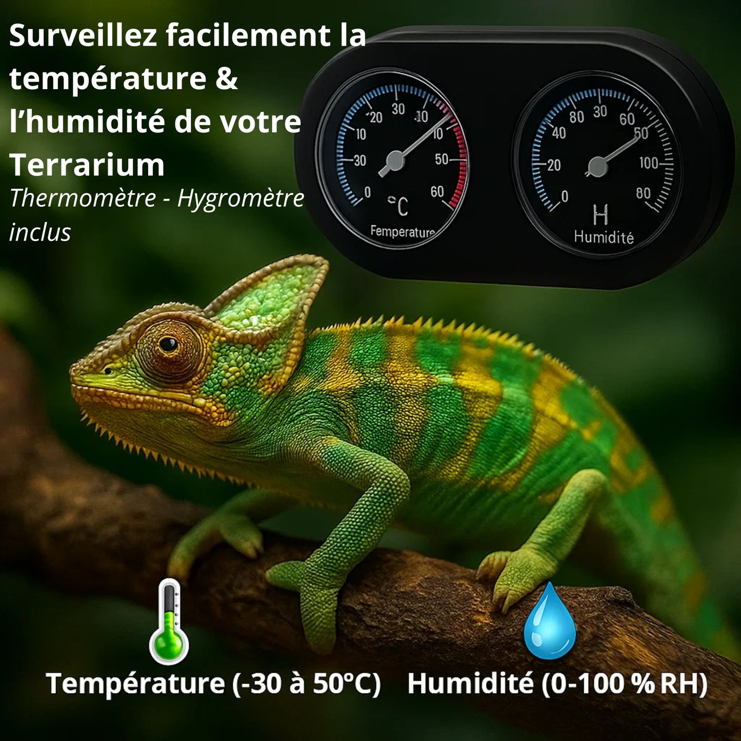 Grand Terrarium en verre 