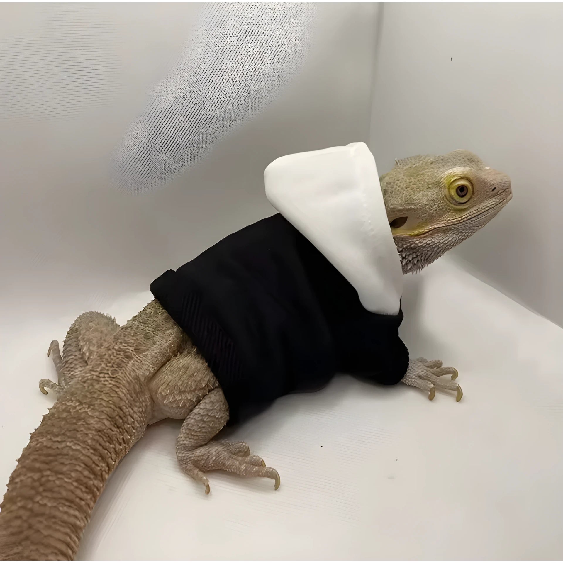 Hoodie pour Lézard Terrarium en Flanelle 