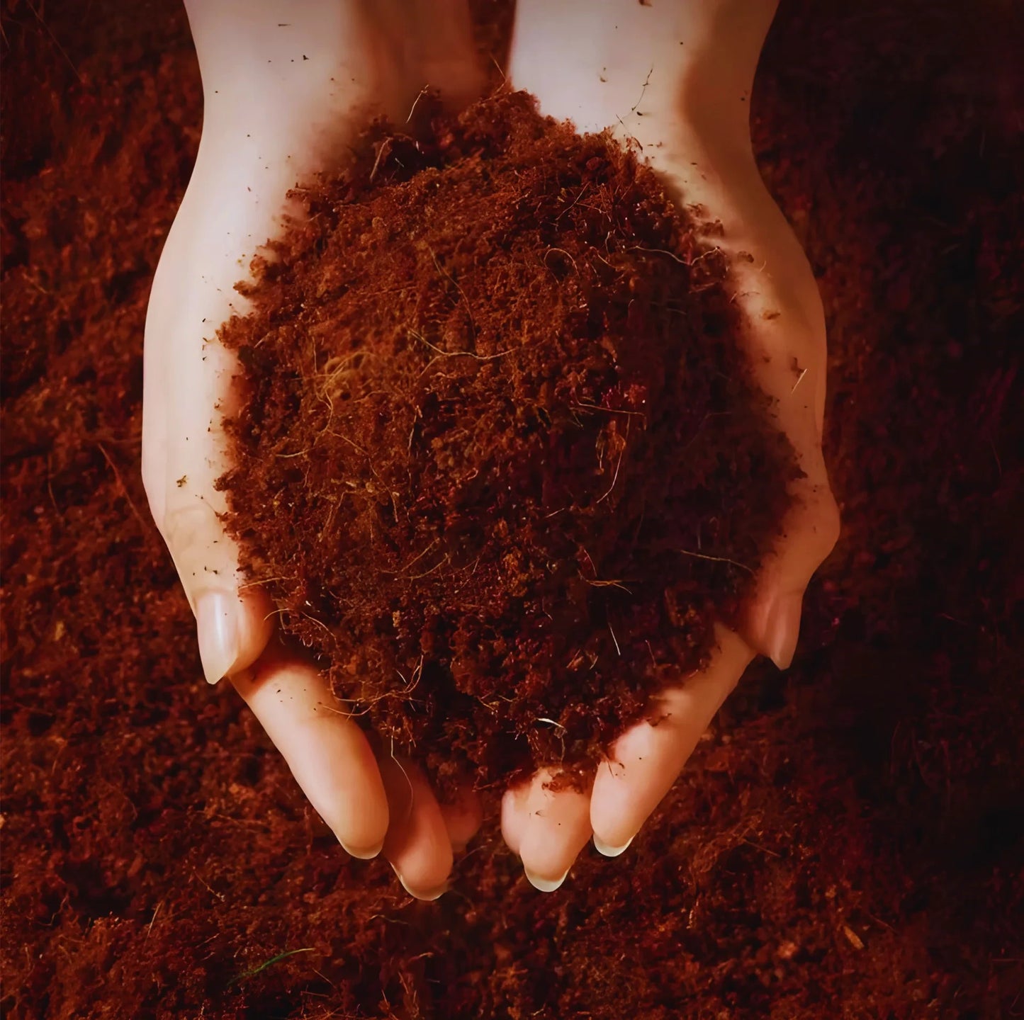 Kit- Fibre de Coco pour Terrarium et Mousse de Sphaigne 