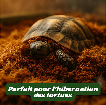 Kit- Fibre de Coco pour Terrarium et Mousse de Sphaigne 