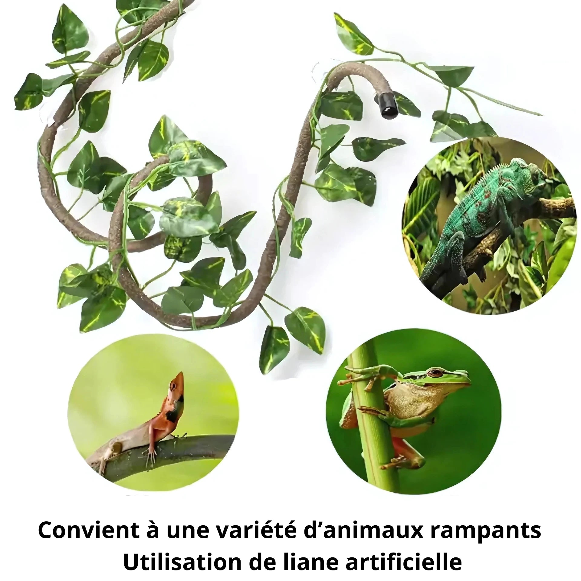 Liane pour Terrarium avec Ventouses – Décor Jungle Reptiles Grimpeurs 