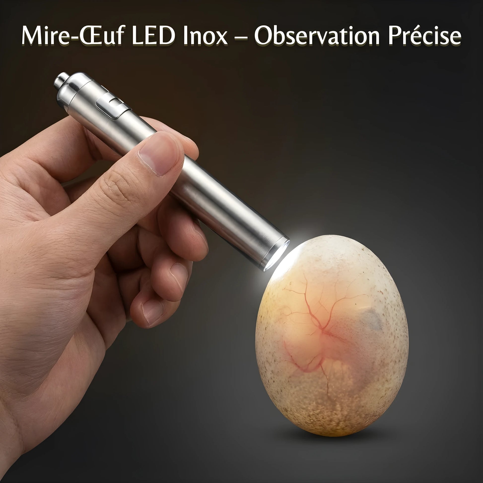 Mire Œuf LED pour Reptiles et Terrarium 