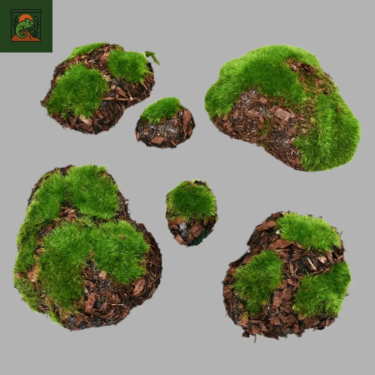 Pierres mousse pour terrarium 