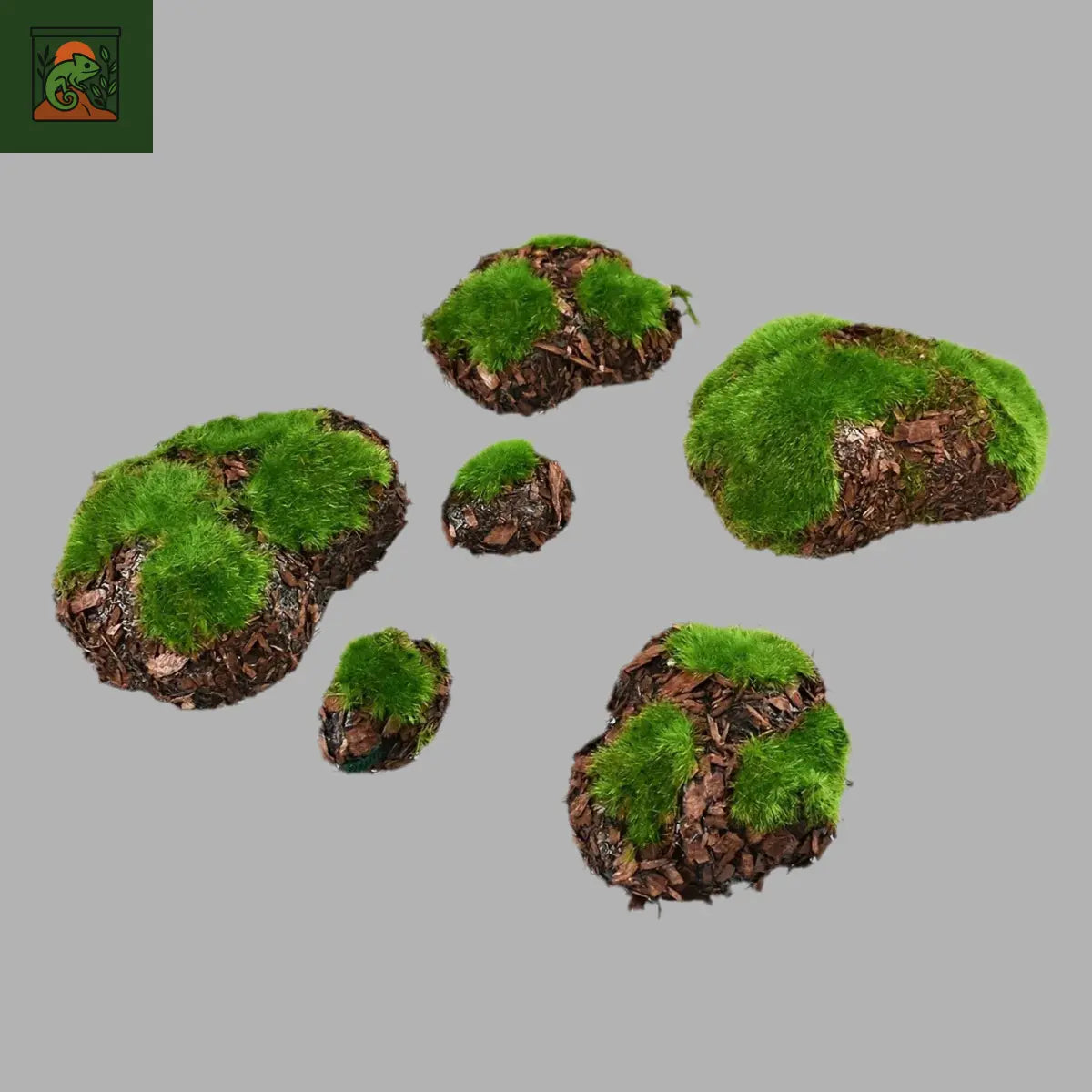 Pierres mousse pour terrarium 