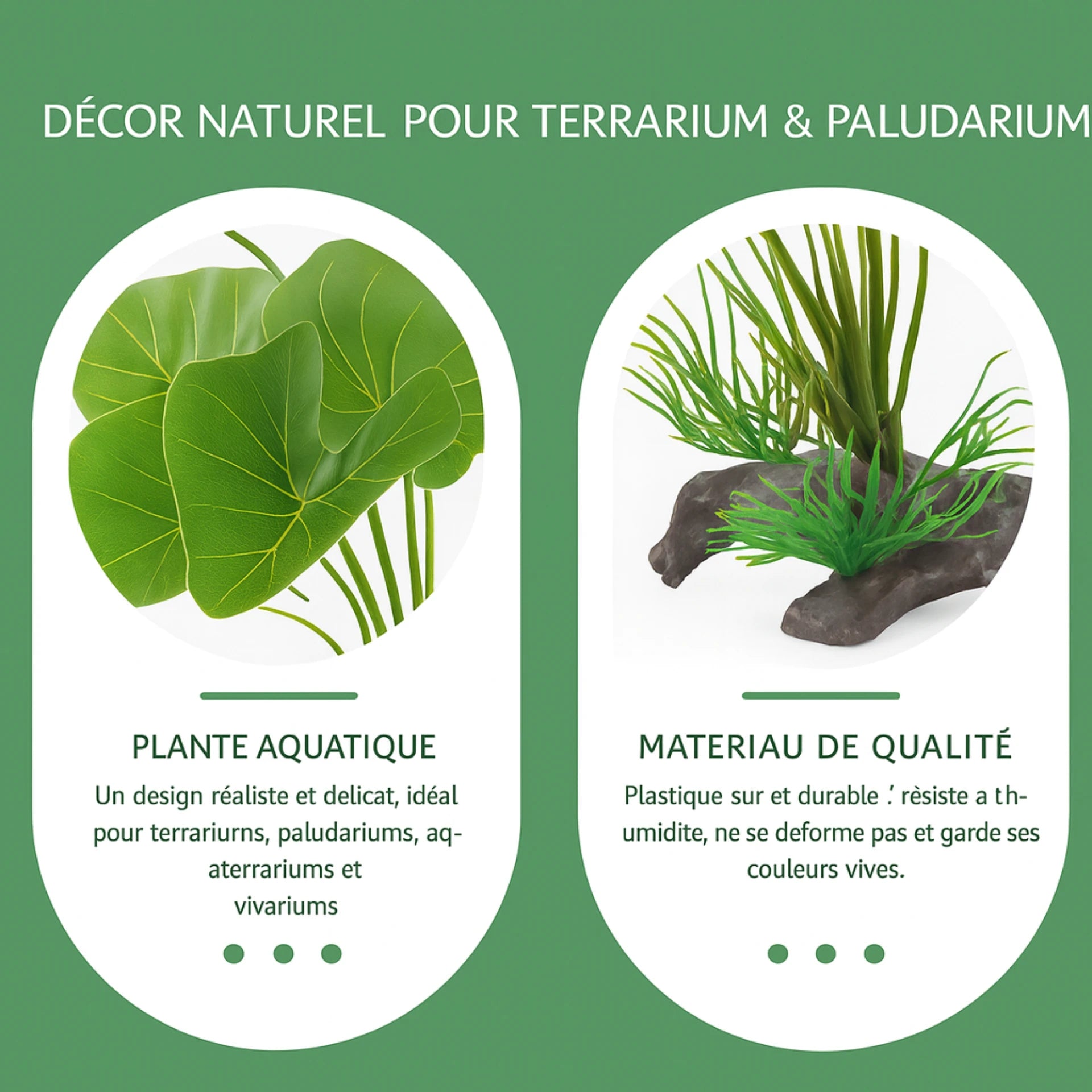 Plante Aquatique pour Terrarium – Paludarium, AquaTerrarium 
