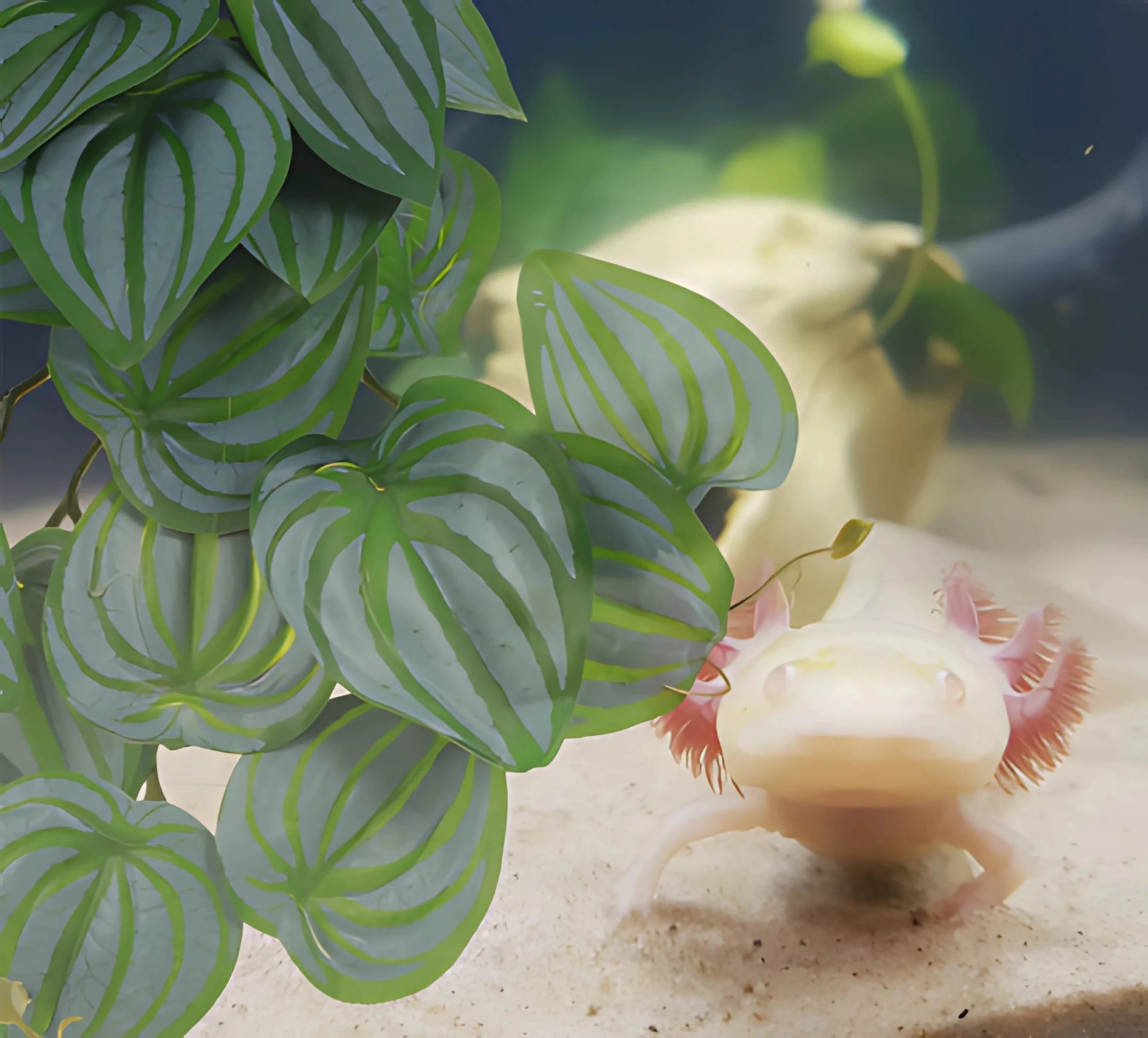 Plante Suspendue pour Terrarium avec Ventouse 