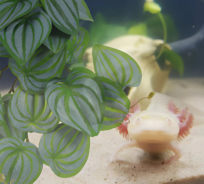 Plante Suspendue pour Terrarium avec Ventouse 