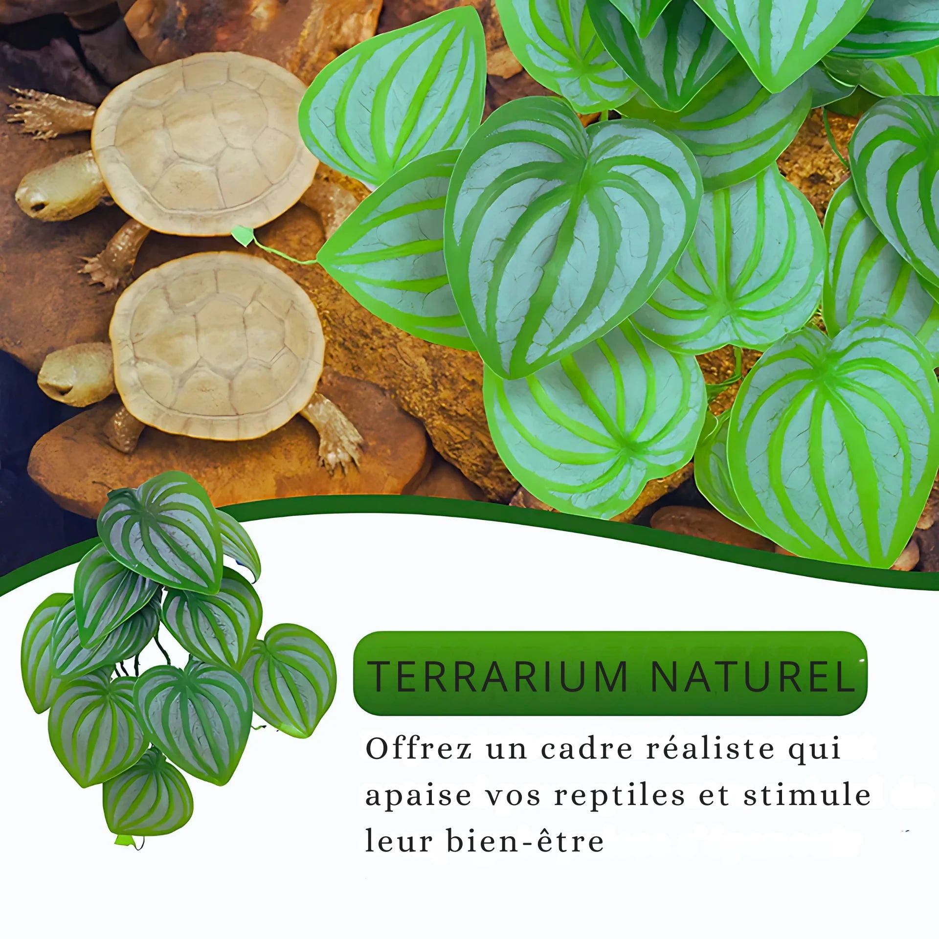 Plante Suspendue pour Terrarium avec Ventouse 