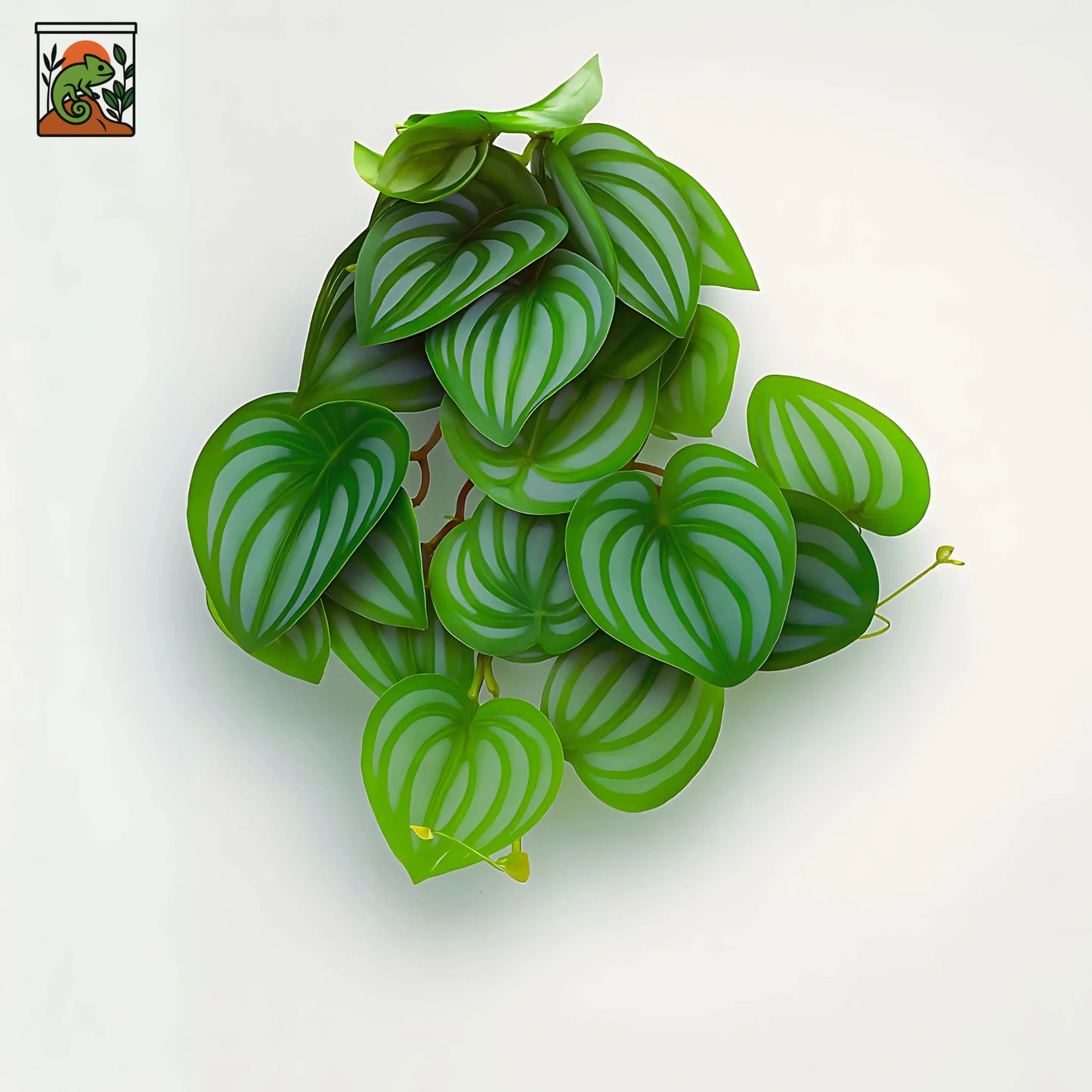 Plante Suspendue pour Terrarium avec Ventouse 