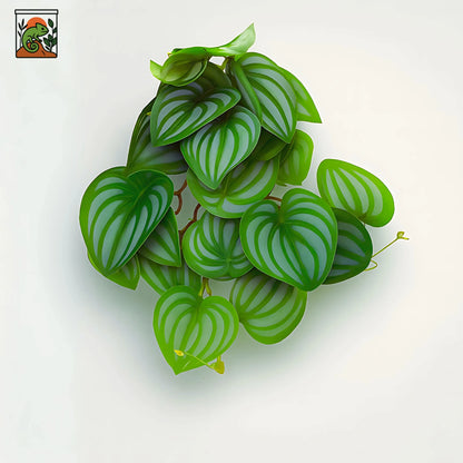 Plante Suspendue pour Terrarium avec Ventouse 