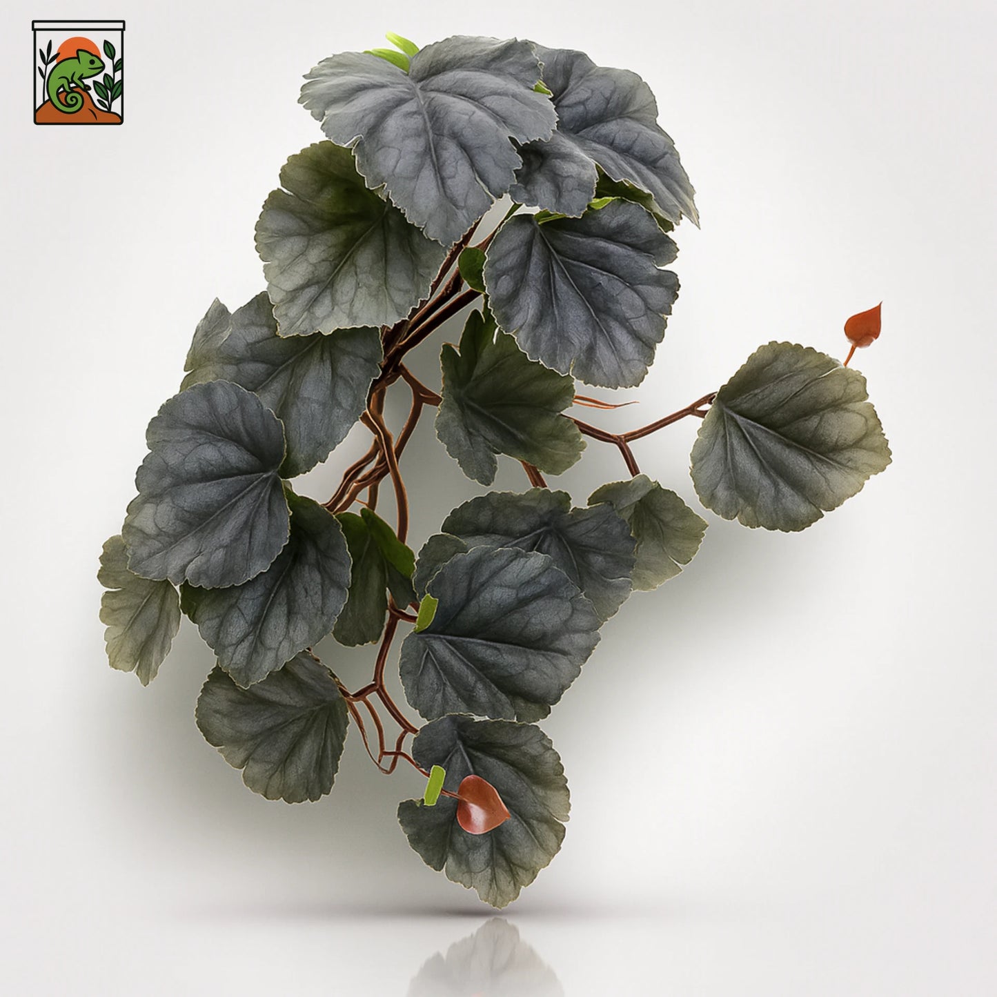 Plante Suspendue pour Terrarium avec Ventouse 