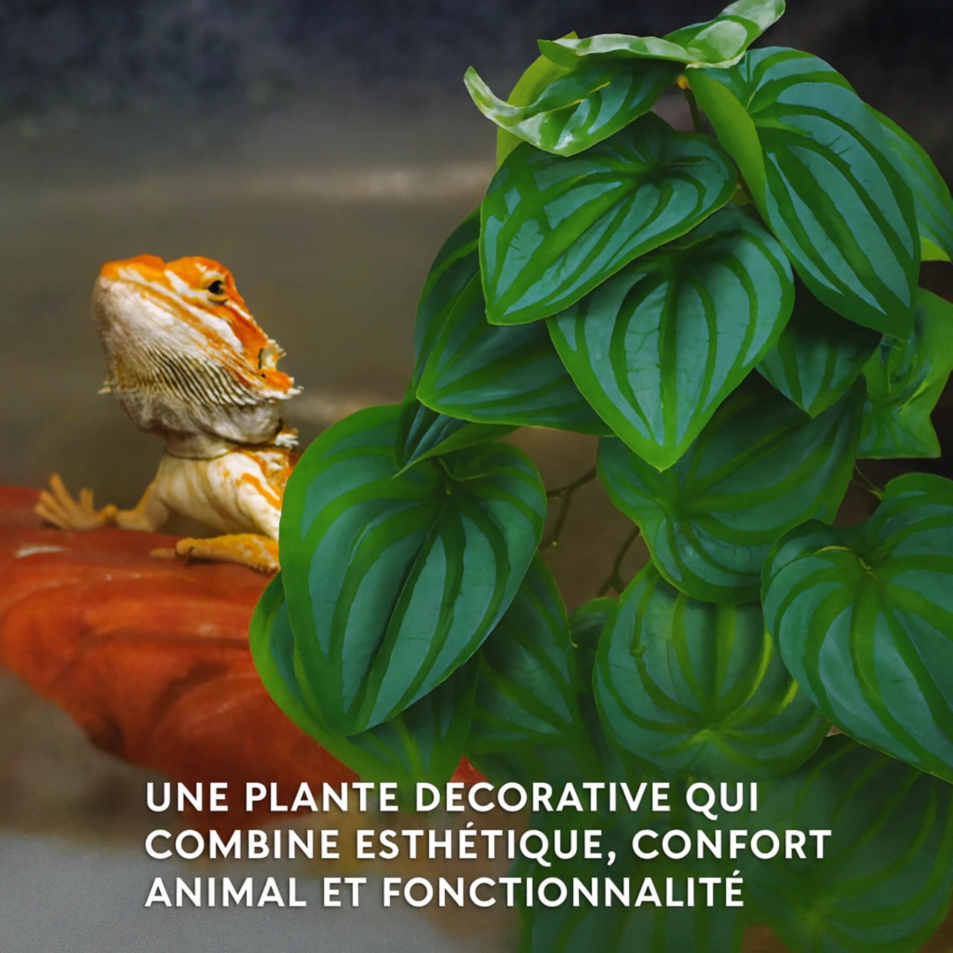 Plante Suspendue pour Terrarium avec Ventouse 