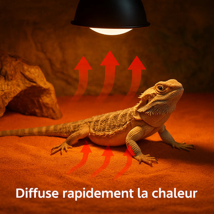 Sable pour Terrarium 