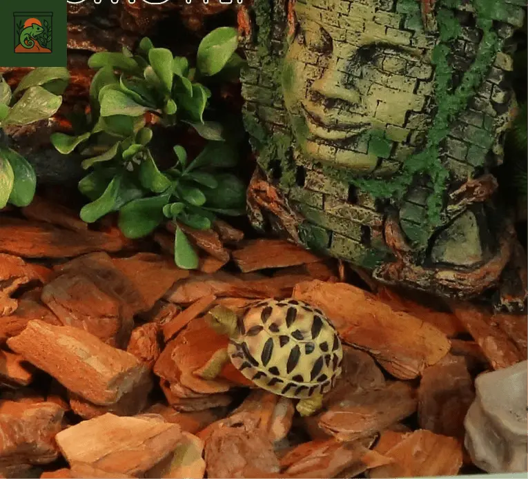 Substrat pour Terrarium 650g - LeTerrarium