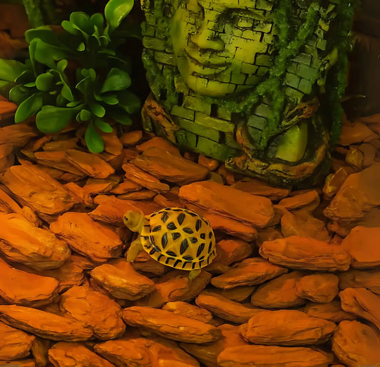 Substrat pour Terrarium 650g - Litière Écorce 