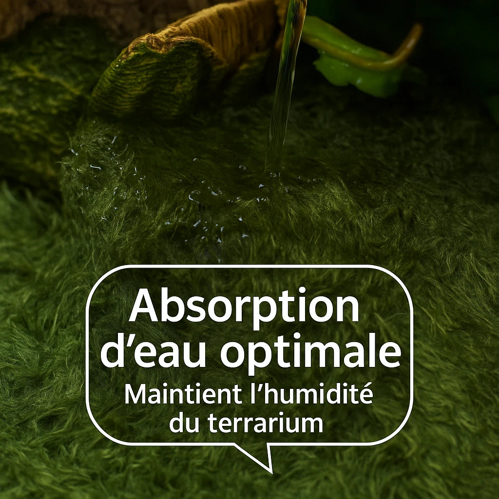 Tapis de Fond en Mousse naturelle pour Terrarium 