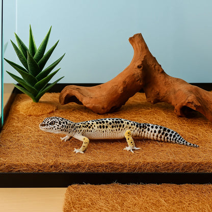 Tapis en Fibres de Coco Naturelles pour Terrarium 