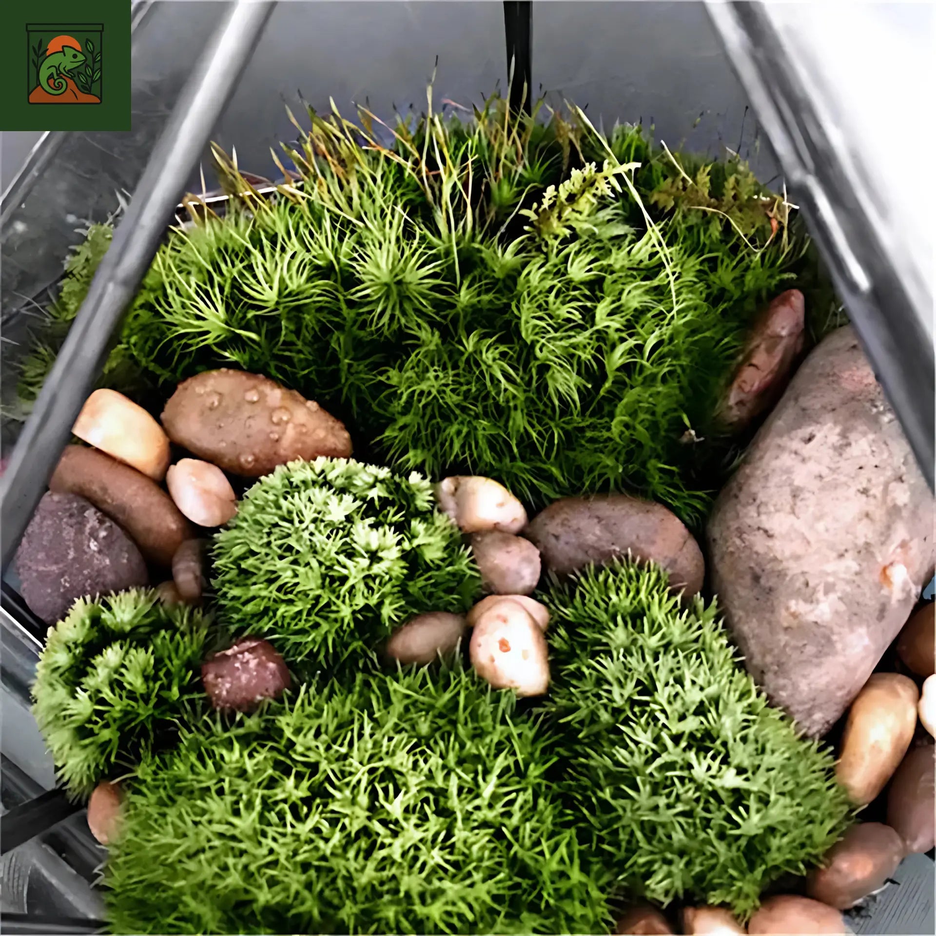 Terrarium Écosphère en Verre Pyramidal 