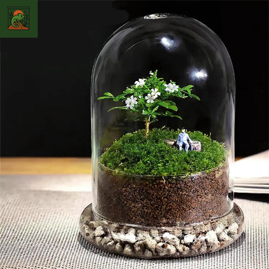 Terrarium Plante Dôme en Verre – Couvercle Créatif & Style Naturel 