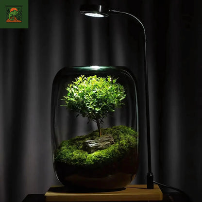 Terrarium Plante Micro-Paysage en Verre 