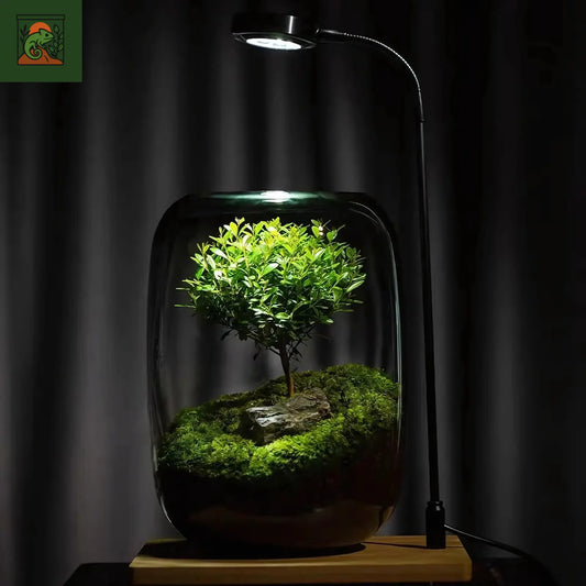 Terrarium Plante Micro-Paysage en Verre 