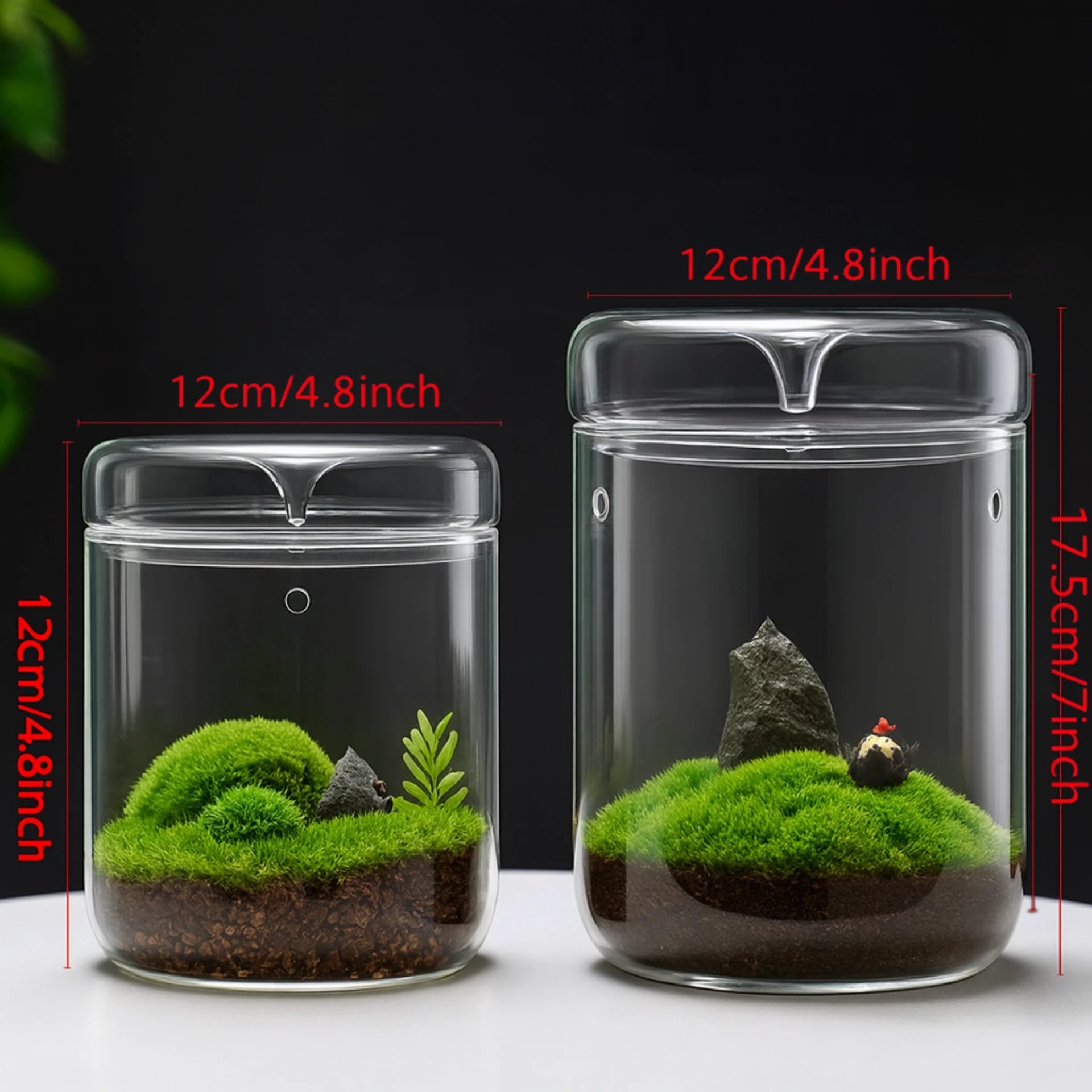 Terrarium Plante Végétal en Verre 