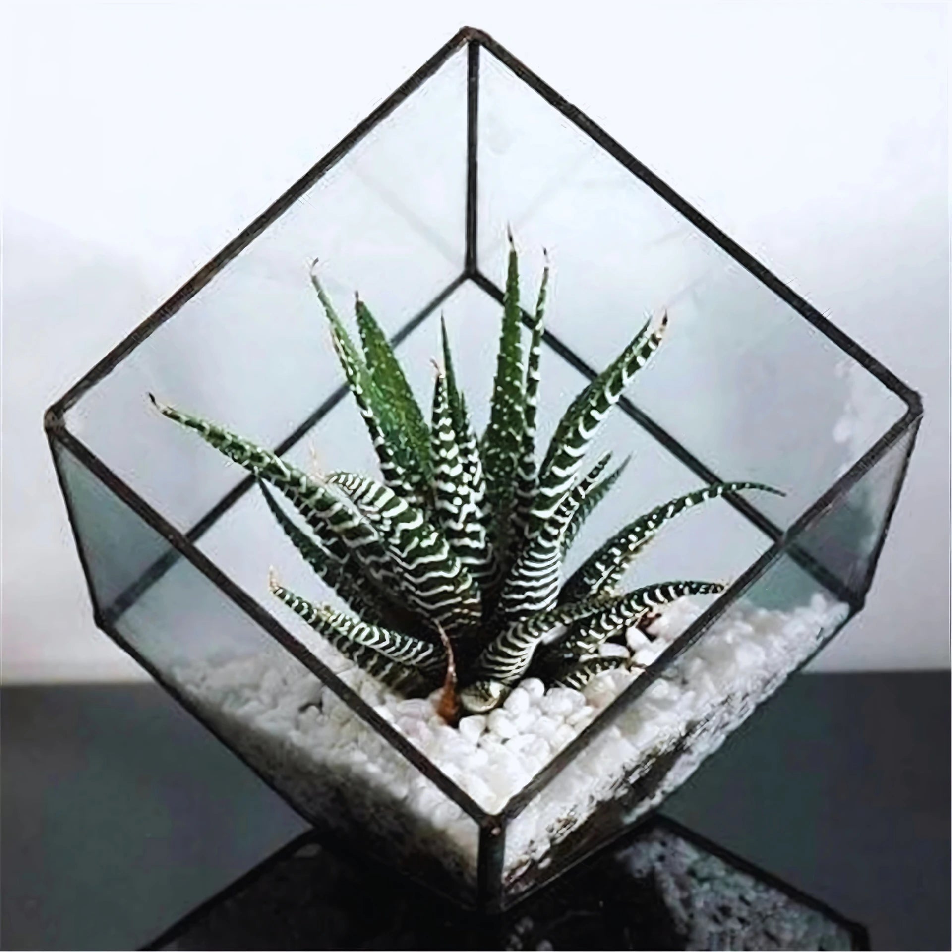 Kit Terrarium en Verre Cube 
