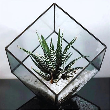 Kit Terrarium en Verre Cube 