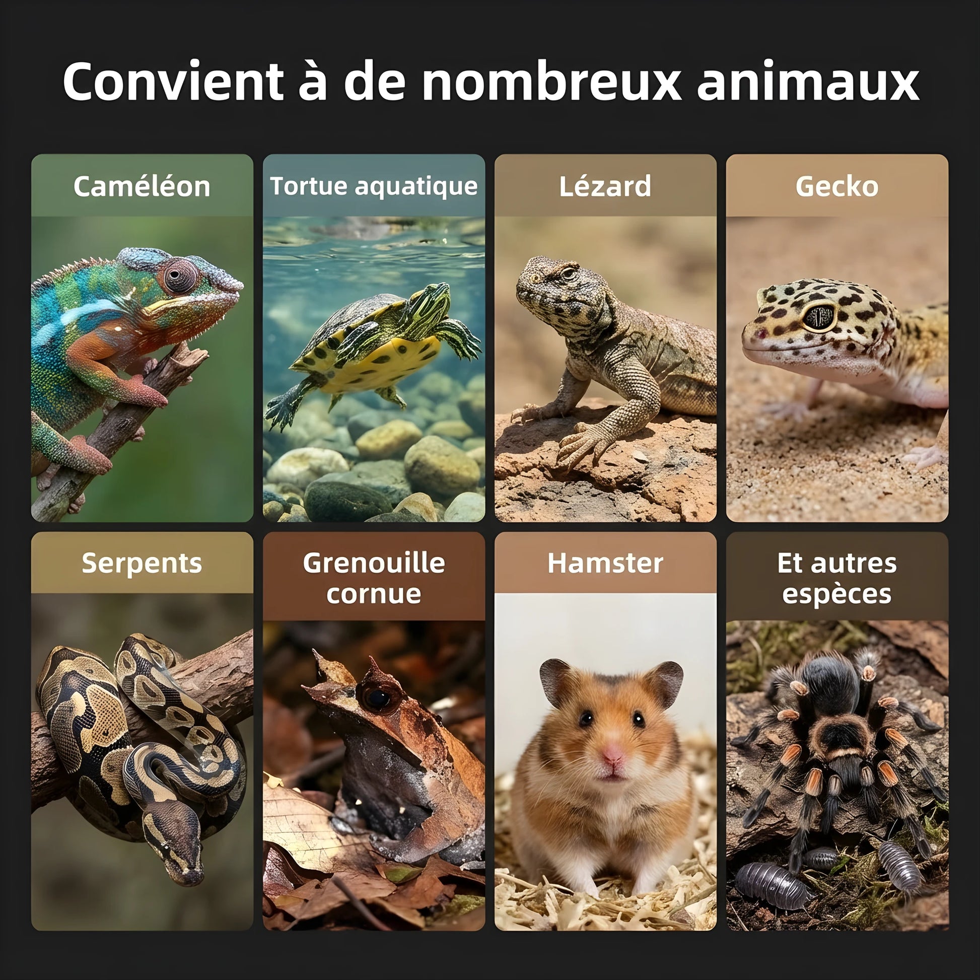 Terrarium en PVC et Bois 