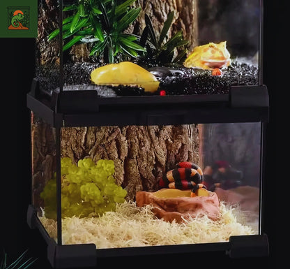 Terrarium en verre pour Reptiles et Amphibiens 