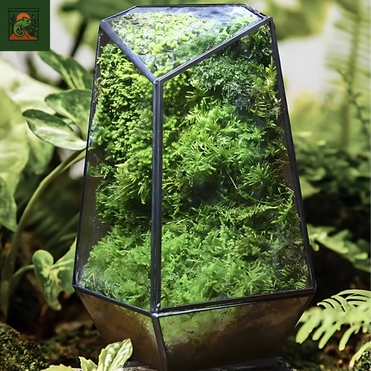Terrarium plante écosphère en verre quartz – design géométrique chic 