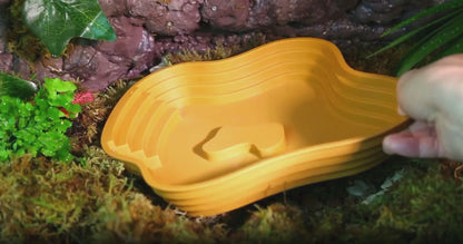 Bassin Solide pour Terrarium