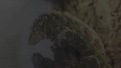 Terrariums en pvc et verre