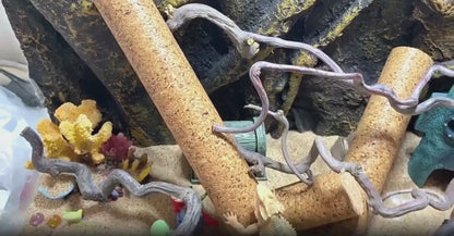 Poteau d’Escalade en Liège pour Terrarium